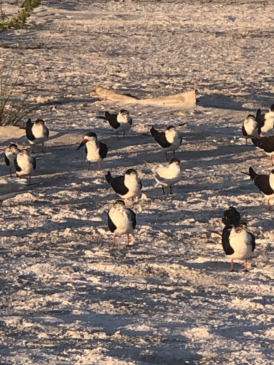 Black Skimmer - ML645862312
