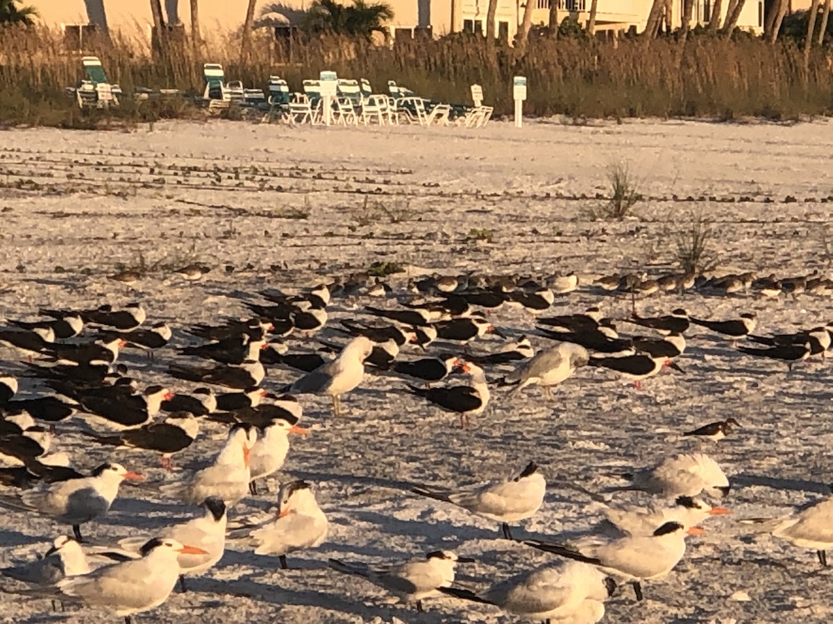 Black Skimmer - ML645862313