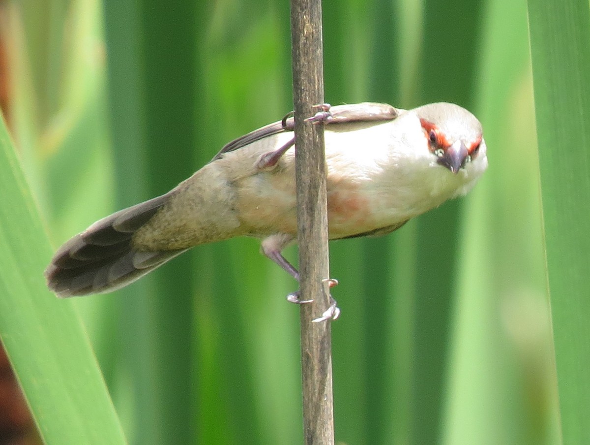 Common Waxbill - ML645862314