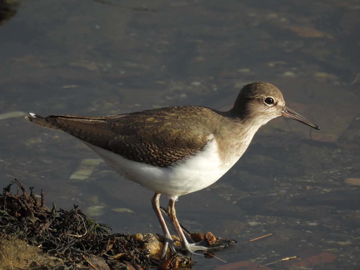Common Sandpiper - ML645862315