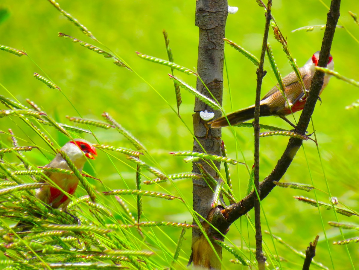 Common Waxbill - ML645862322