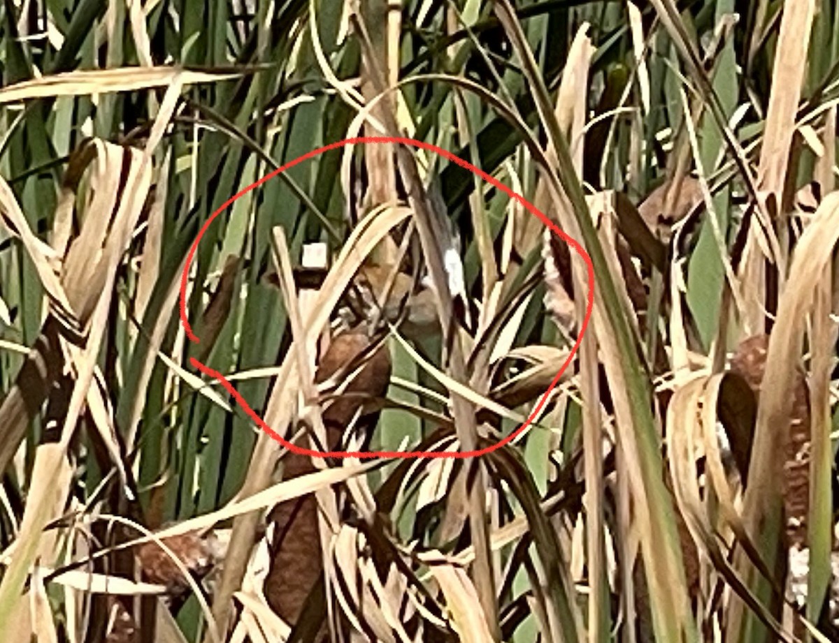 Marsh Wren - ML645862323