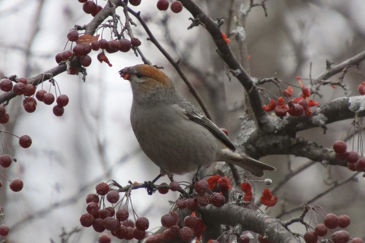 Ciuffolotto delle pinete - ML645862326
