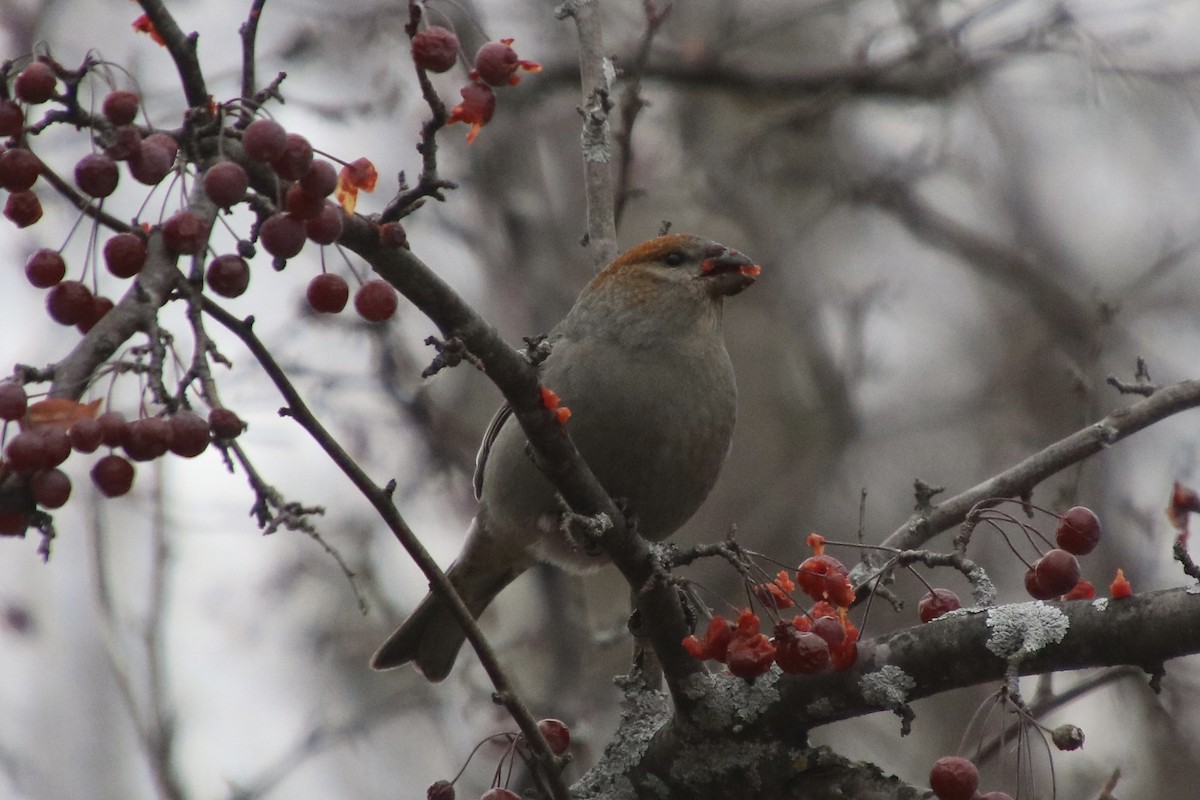 Ciuffolotto delle pinete - ML645862327