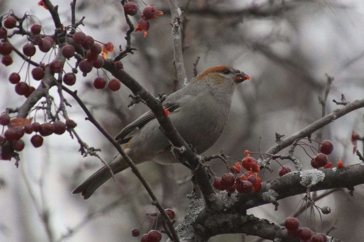 Ciuffolotto delle pinete - ML645862328