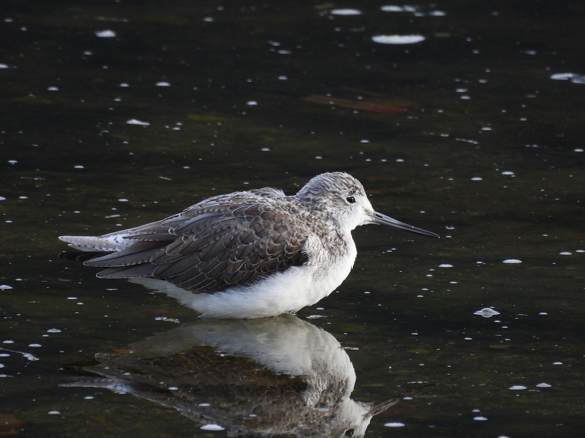 Common Greenshank - ML645862329