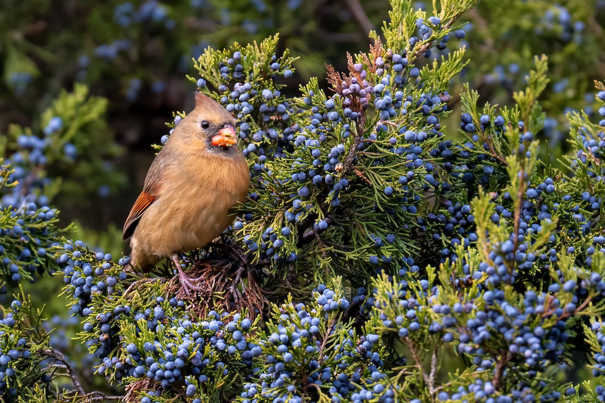 Northern Cardinal - ML645862333