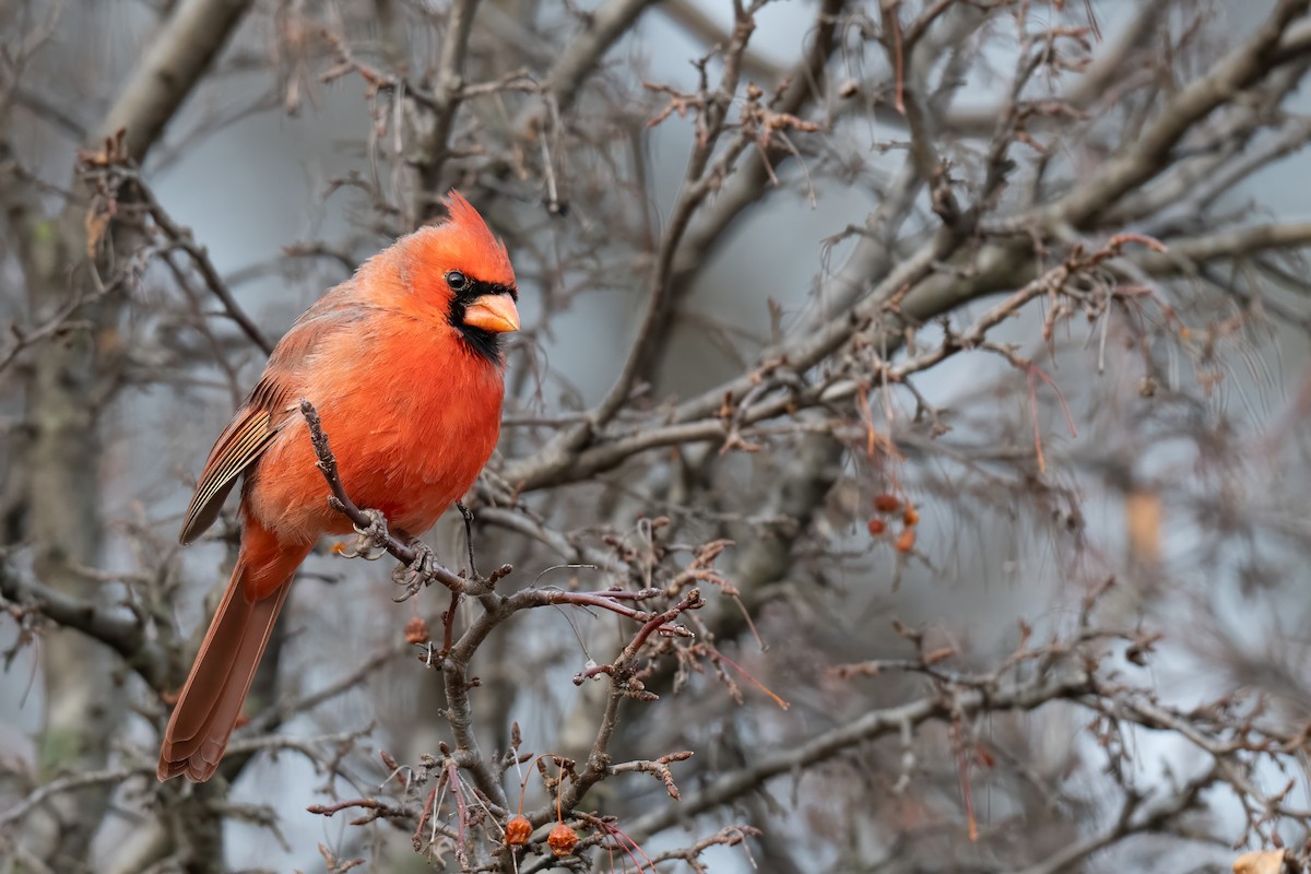 Northern Cardinal - ML645862335