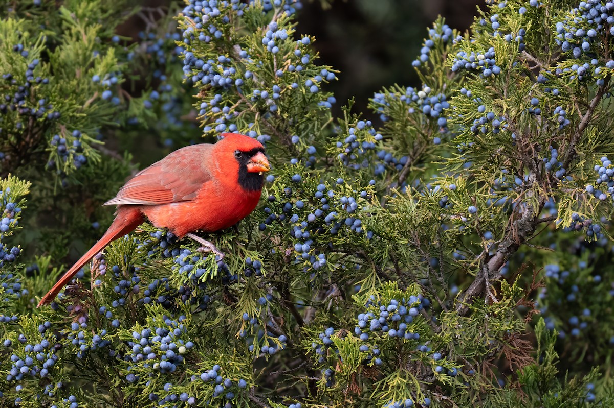 Northern Cardinal - ML645862338