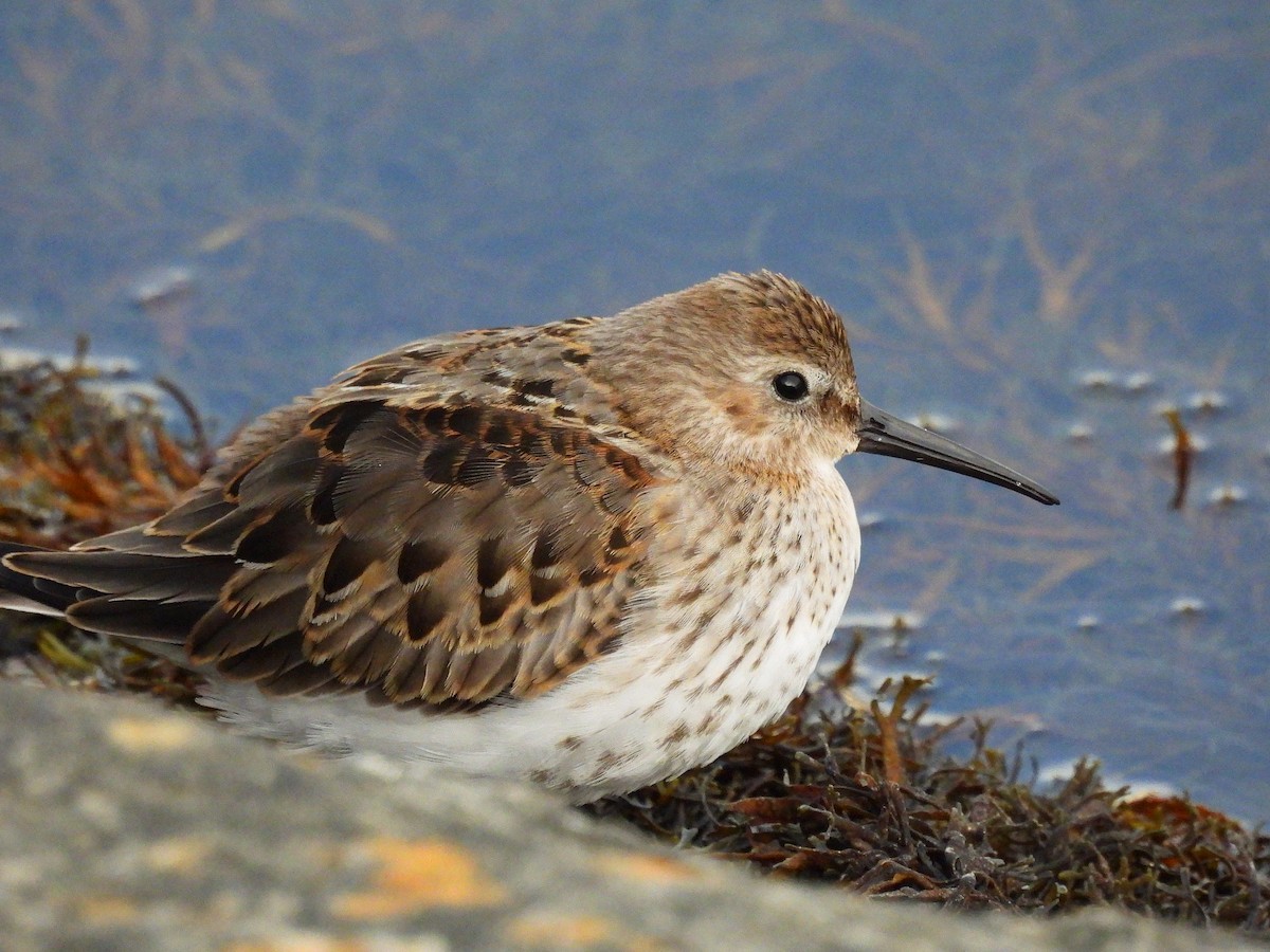 Dunlin - ML645862340