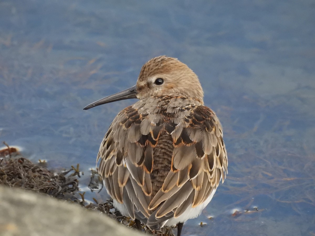 Dunlin - ML645862341