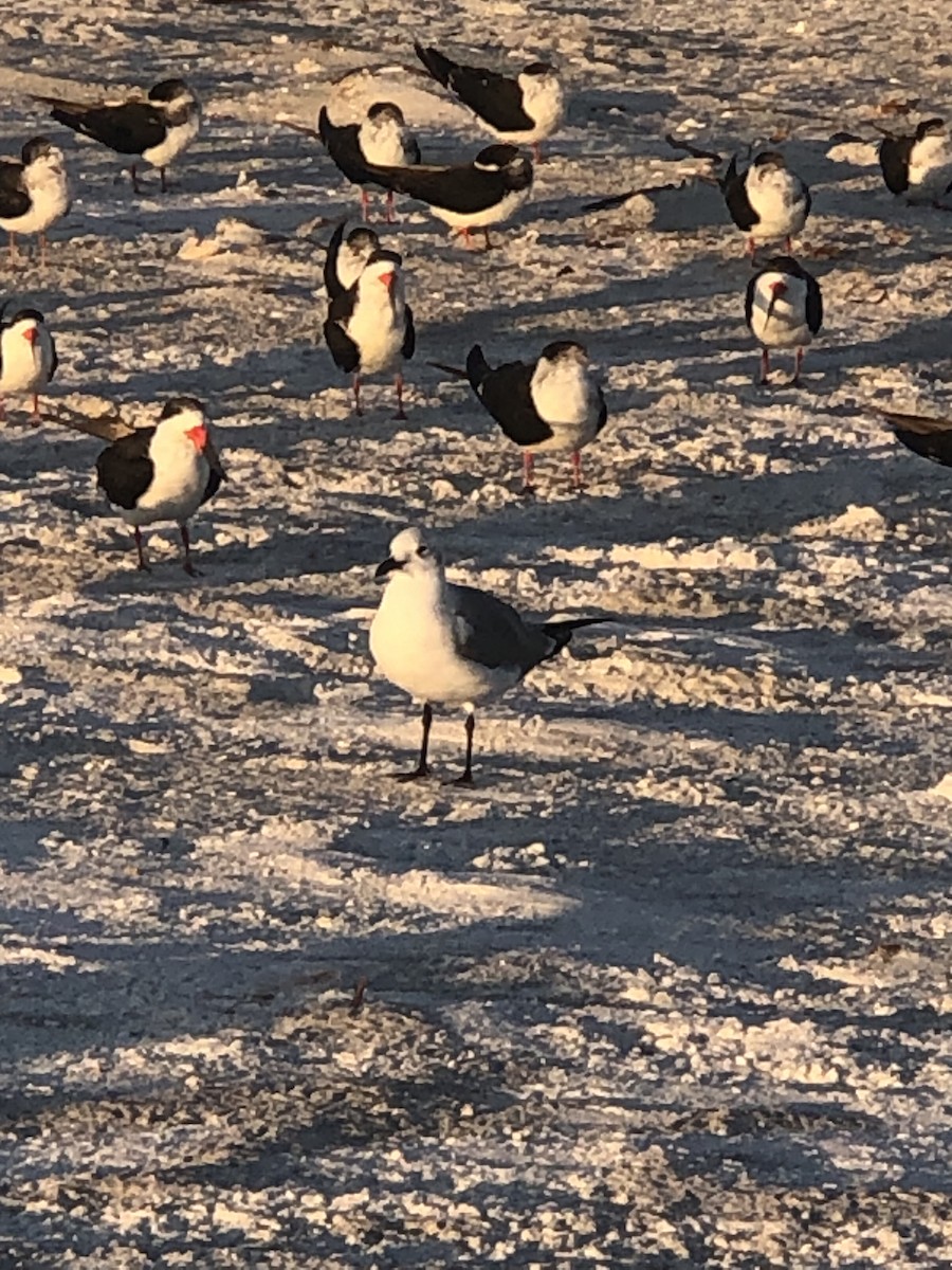 Gabbiano sghignazzante - ML645862342