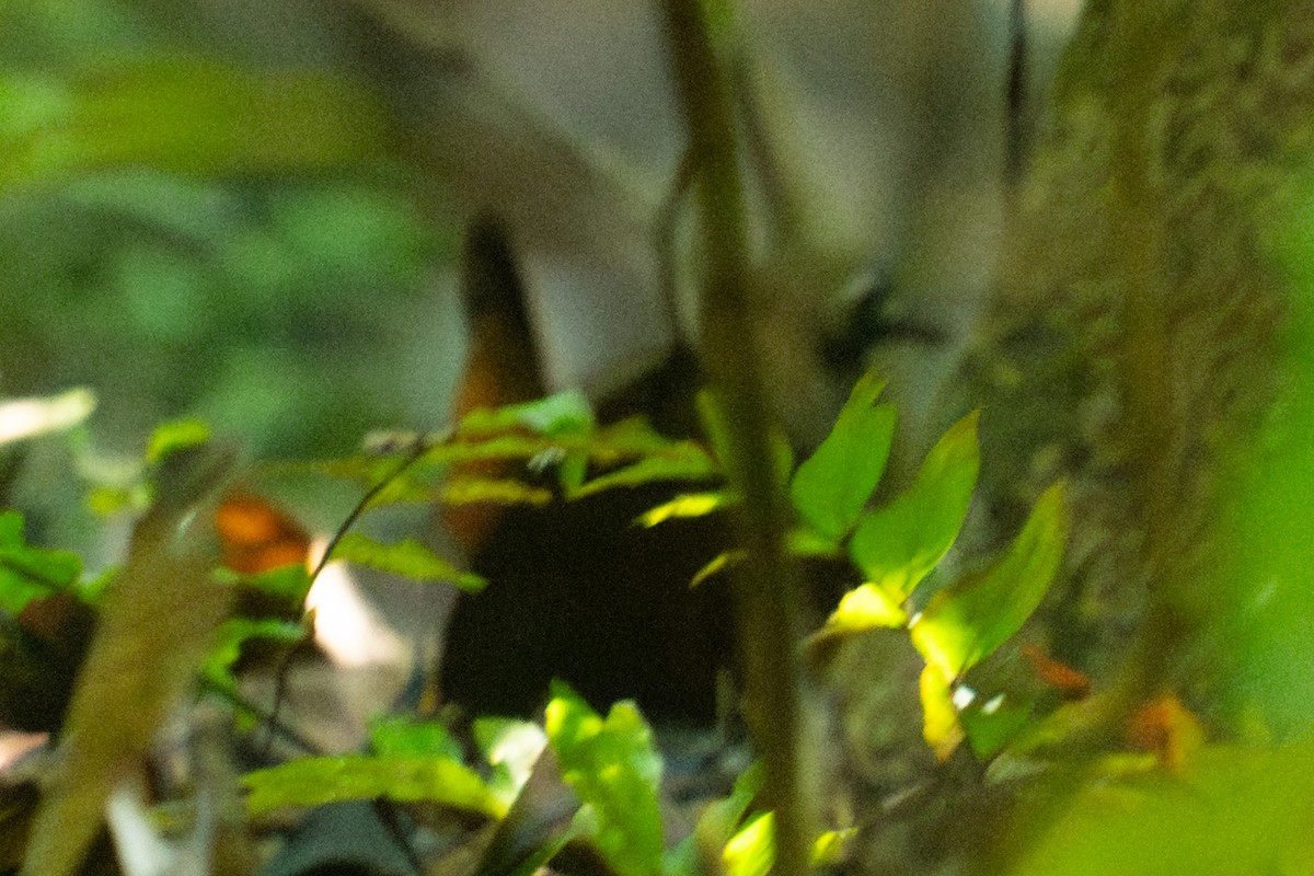 Black-faced Antthrush - ML645862343