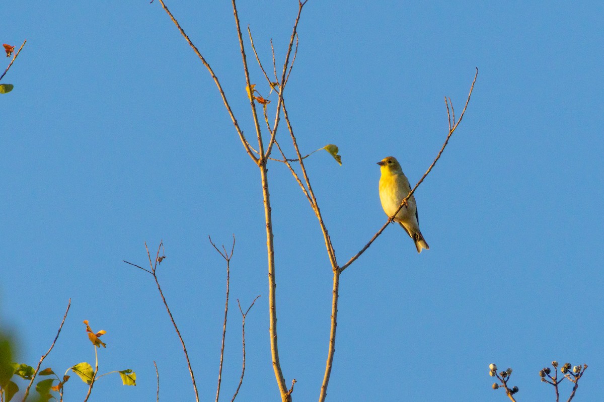 American Goldfinch - ML645862345
