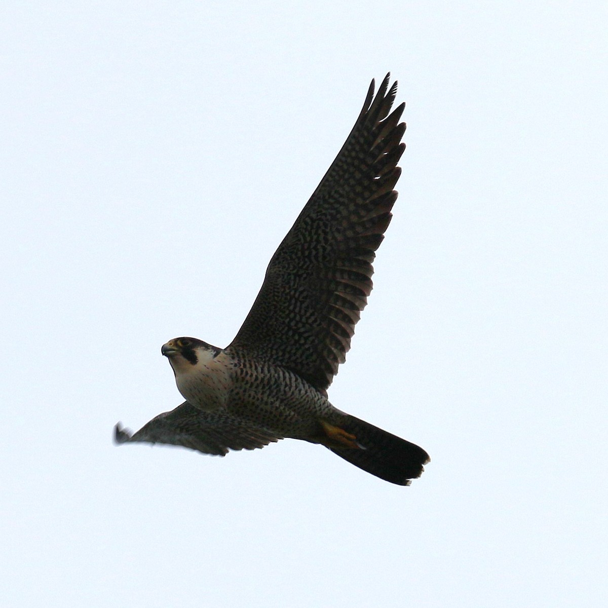 Эгэл шонхор - ML645862348