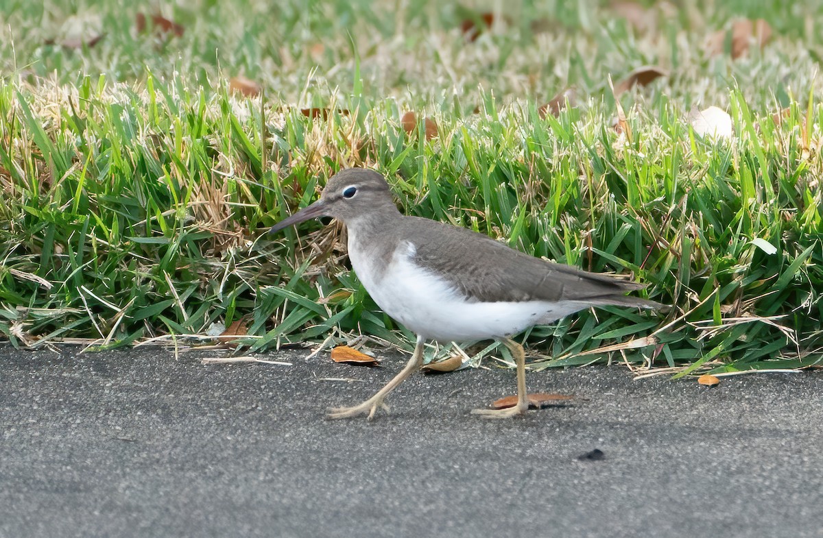 Spotted Sandpiper - ML645862353