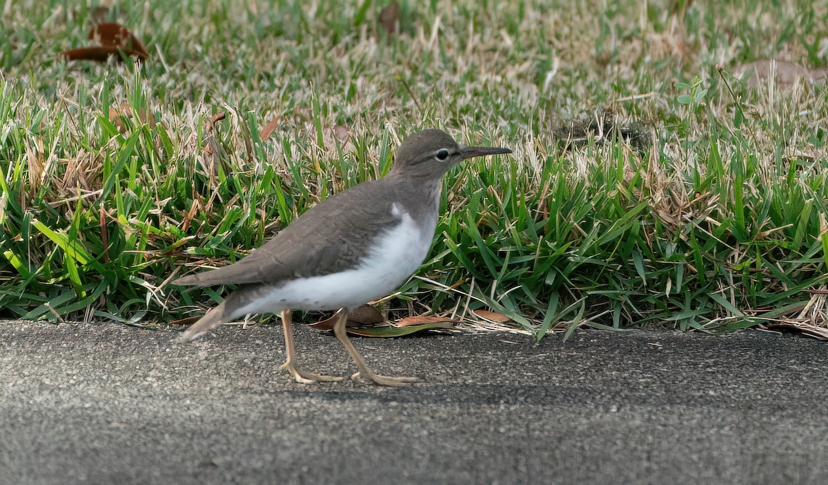 Spotted Sandpiper - ML645862354
