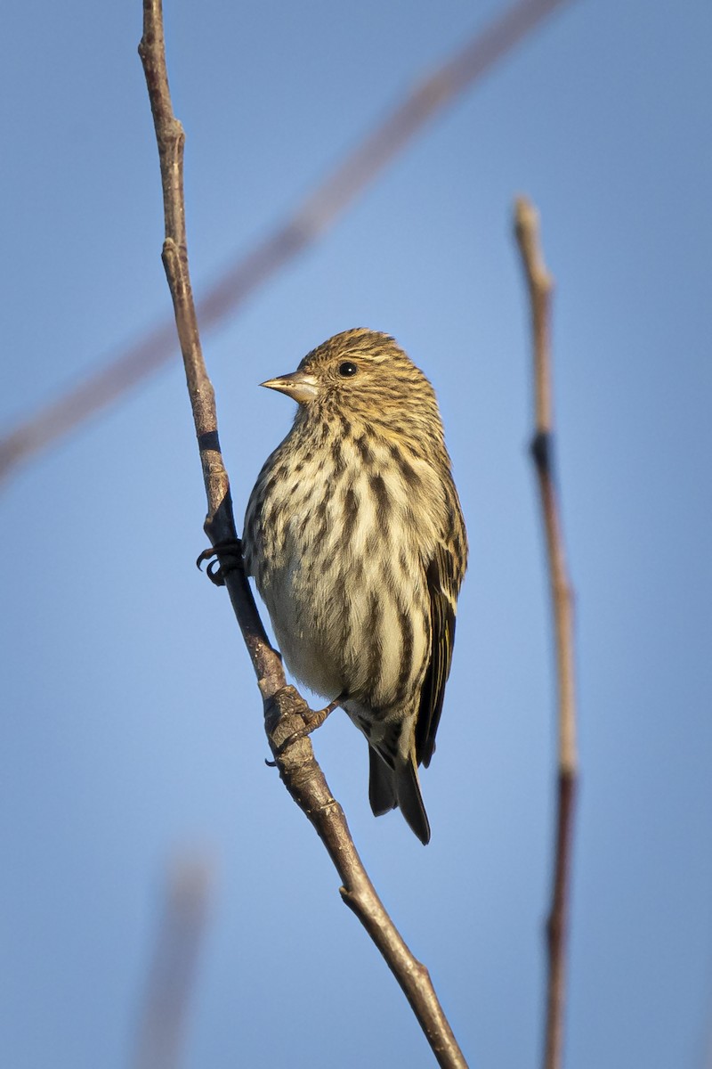 Pine Siskin - ML645862360