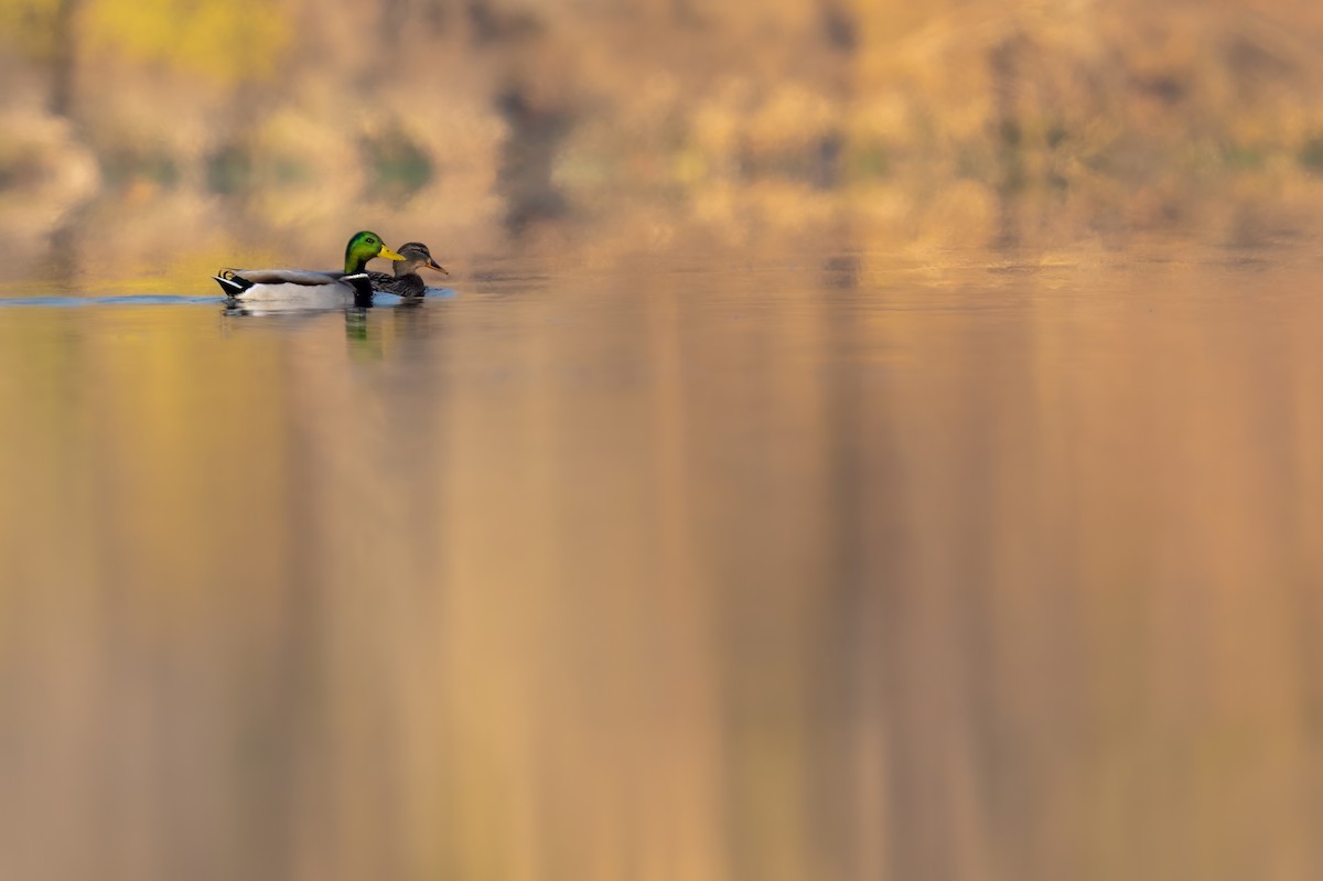 Mallard - ML645862363