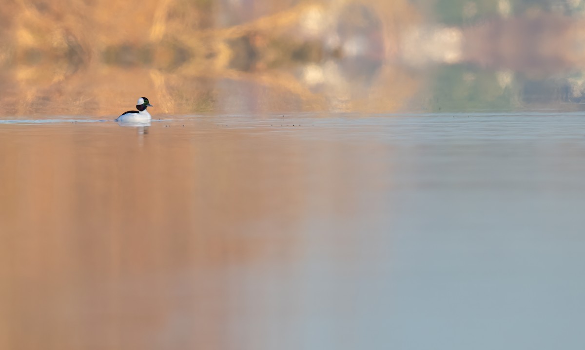 Bufflehead - ML645862364