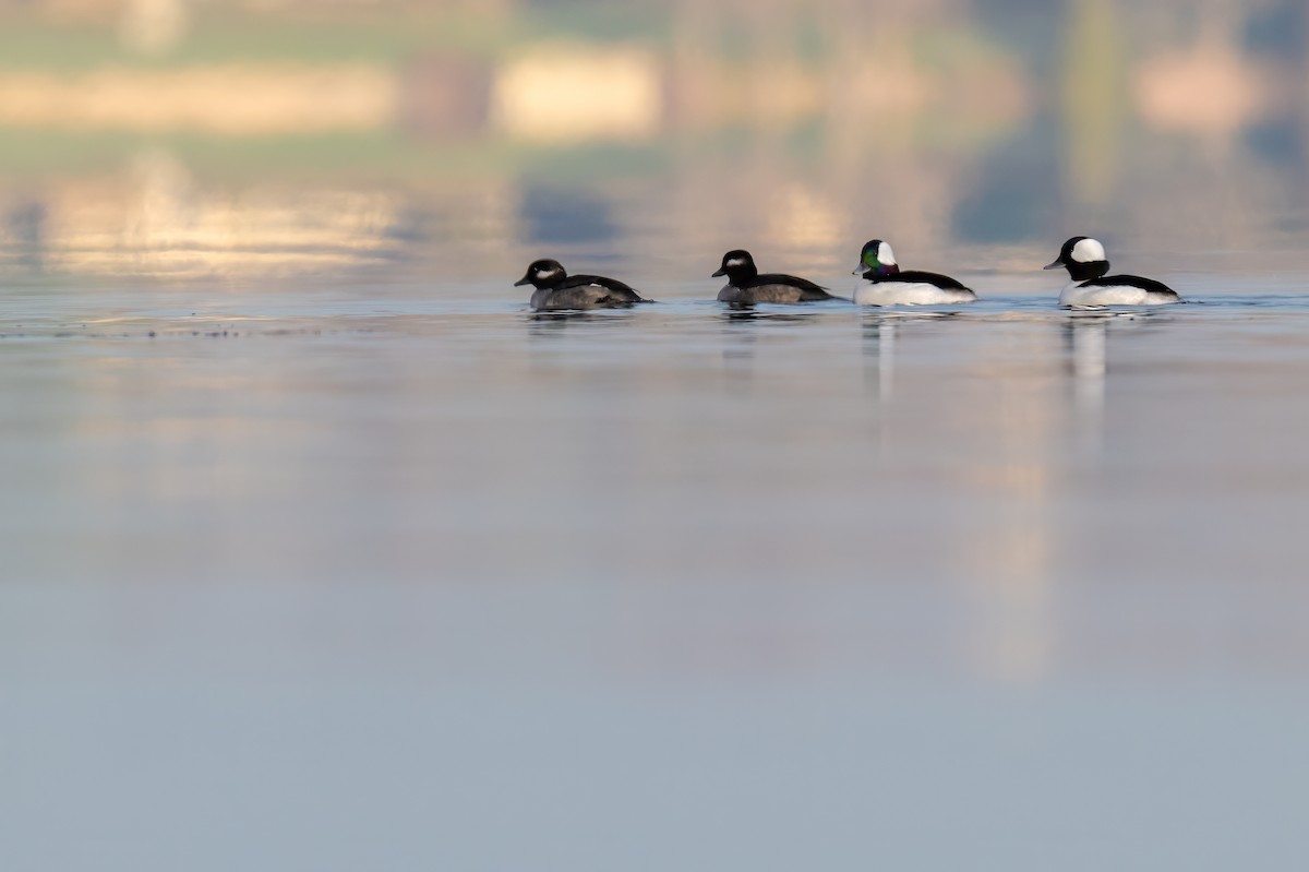 Bufflehead - ML645862365