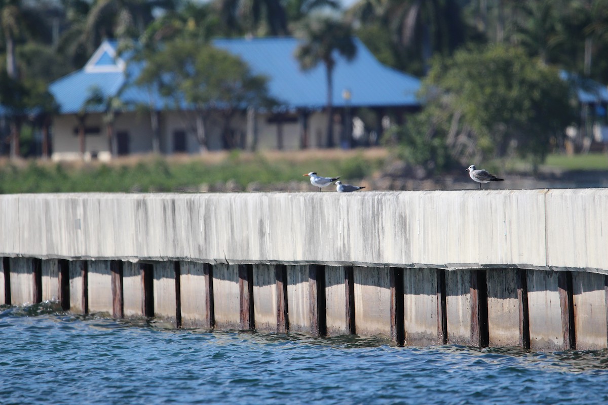 Gabbiano sghignazzante - ML645862369