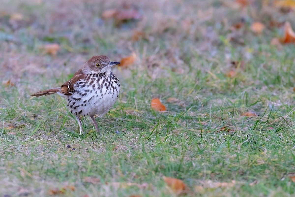 Brown Thrasher - ML645862373