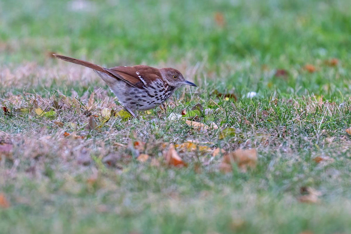 Brown Thrasher - ML645862374