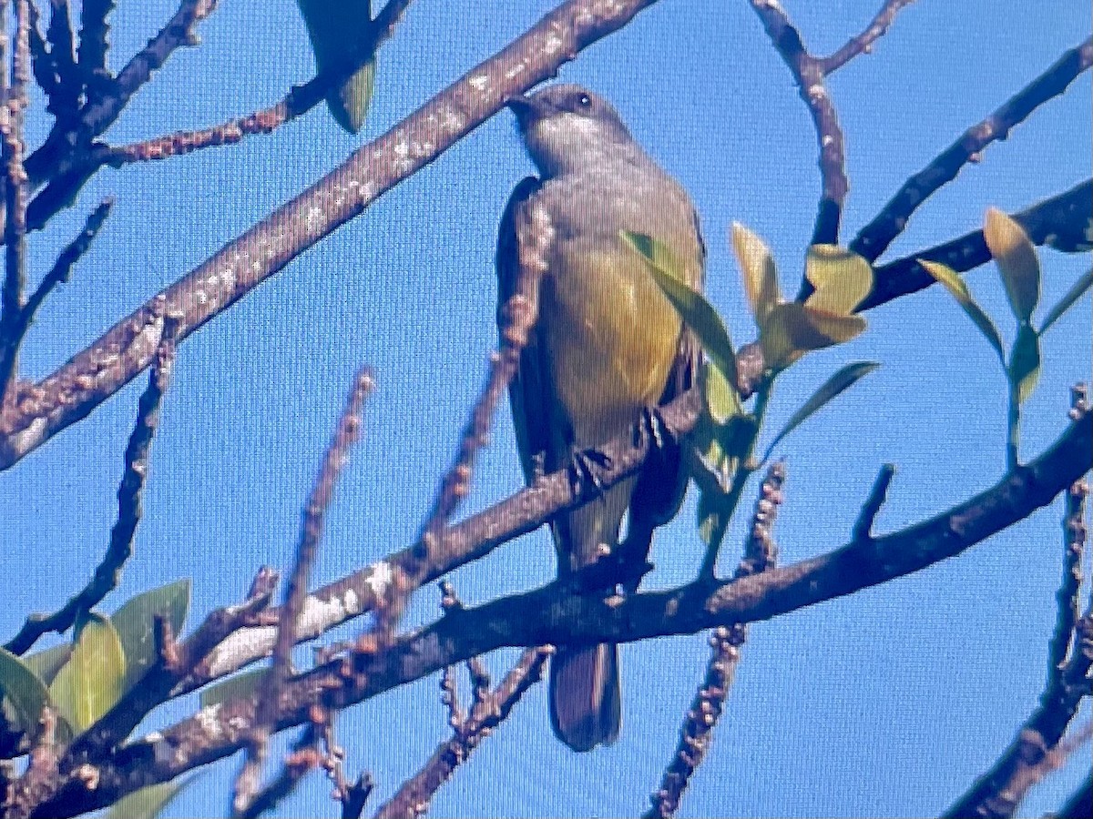 Cassin's Kingbird - ML645862376