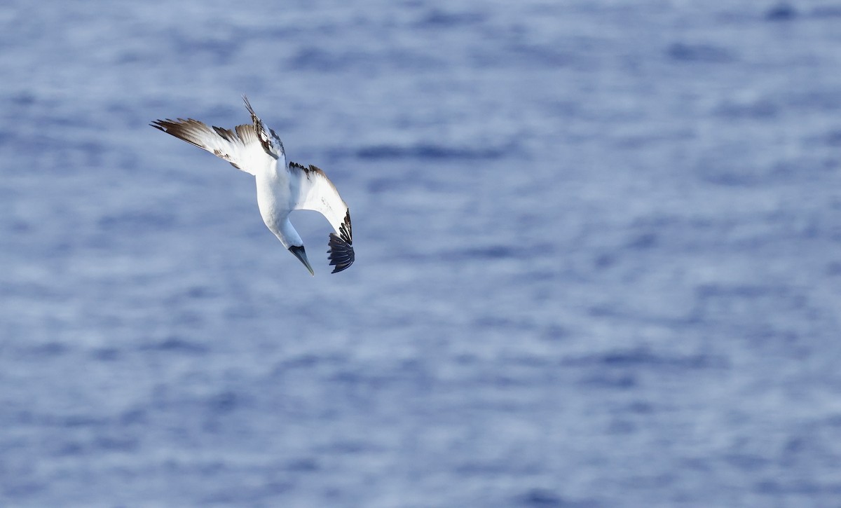 Alcatraz Atlántico - ML645862378