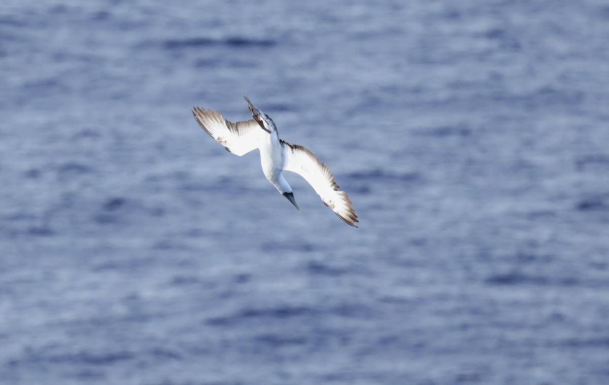 Alcatraz Atlántico - ML645862379