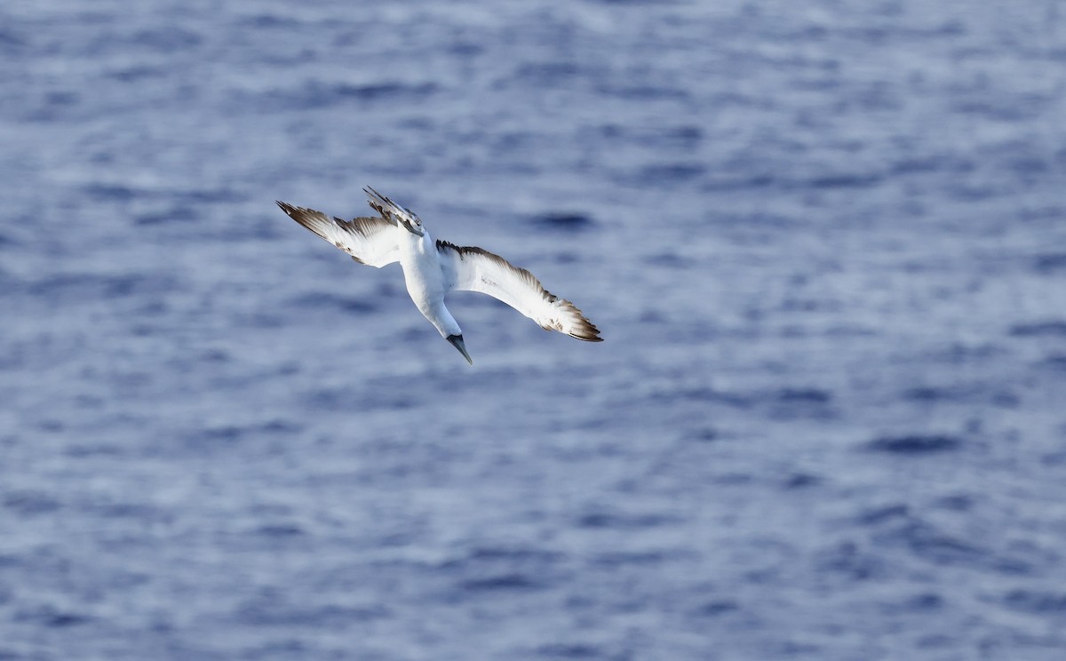 Alcatraz Atlántico - ML645862380