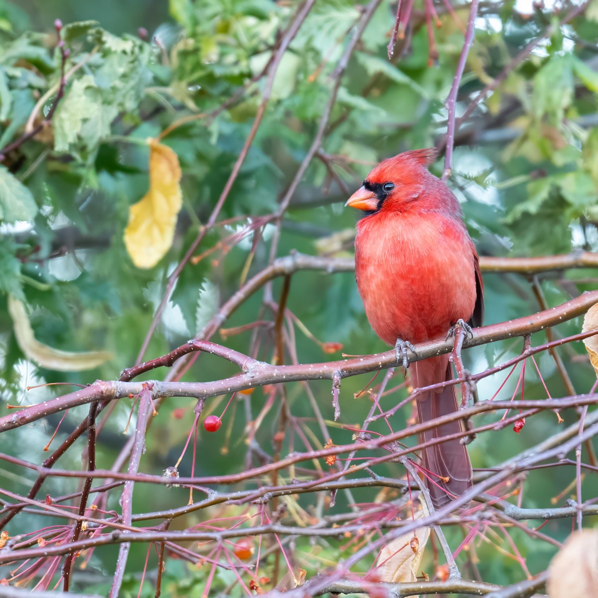 Northern Cardinal - ML645862383
