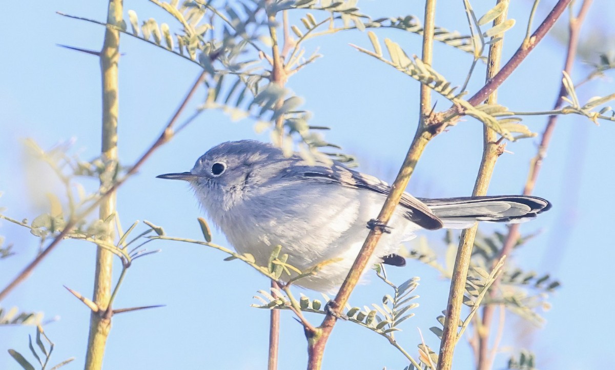 Голубая комароловка - ML645862388