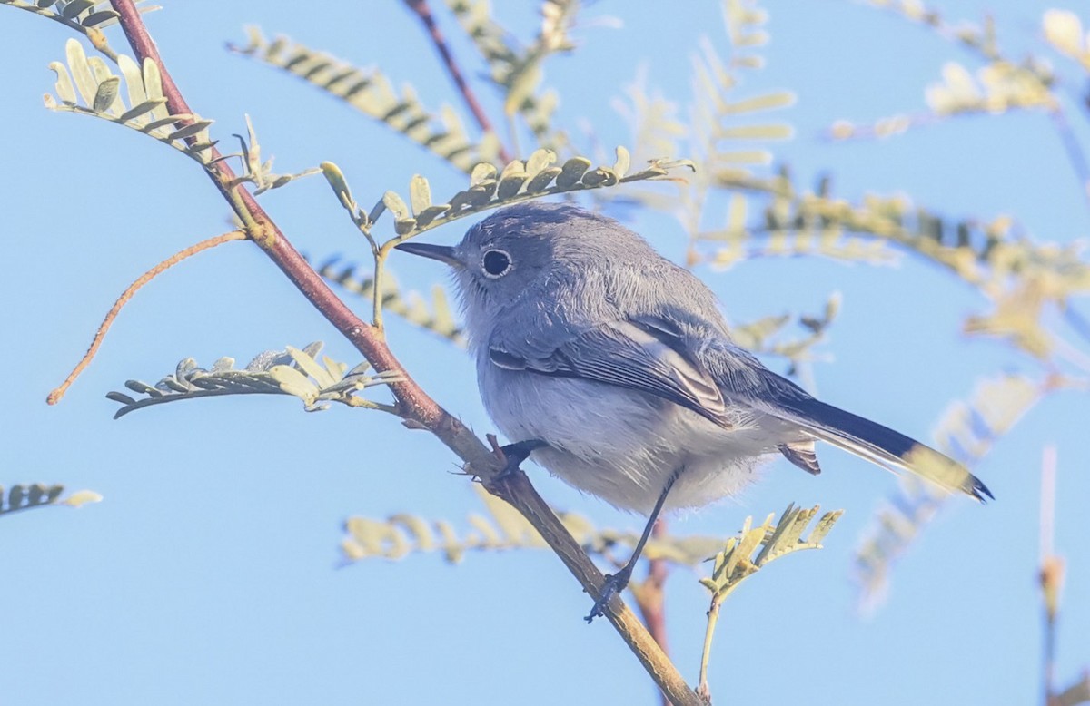 Голубая комароловка - ML645862389