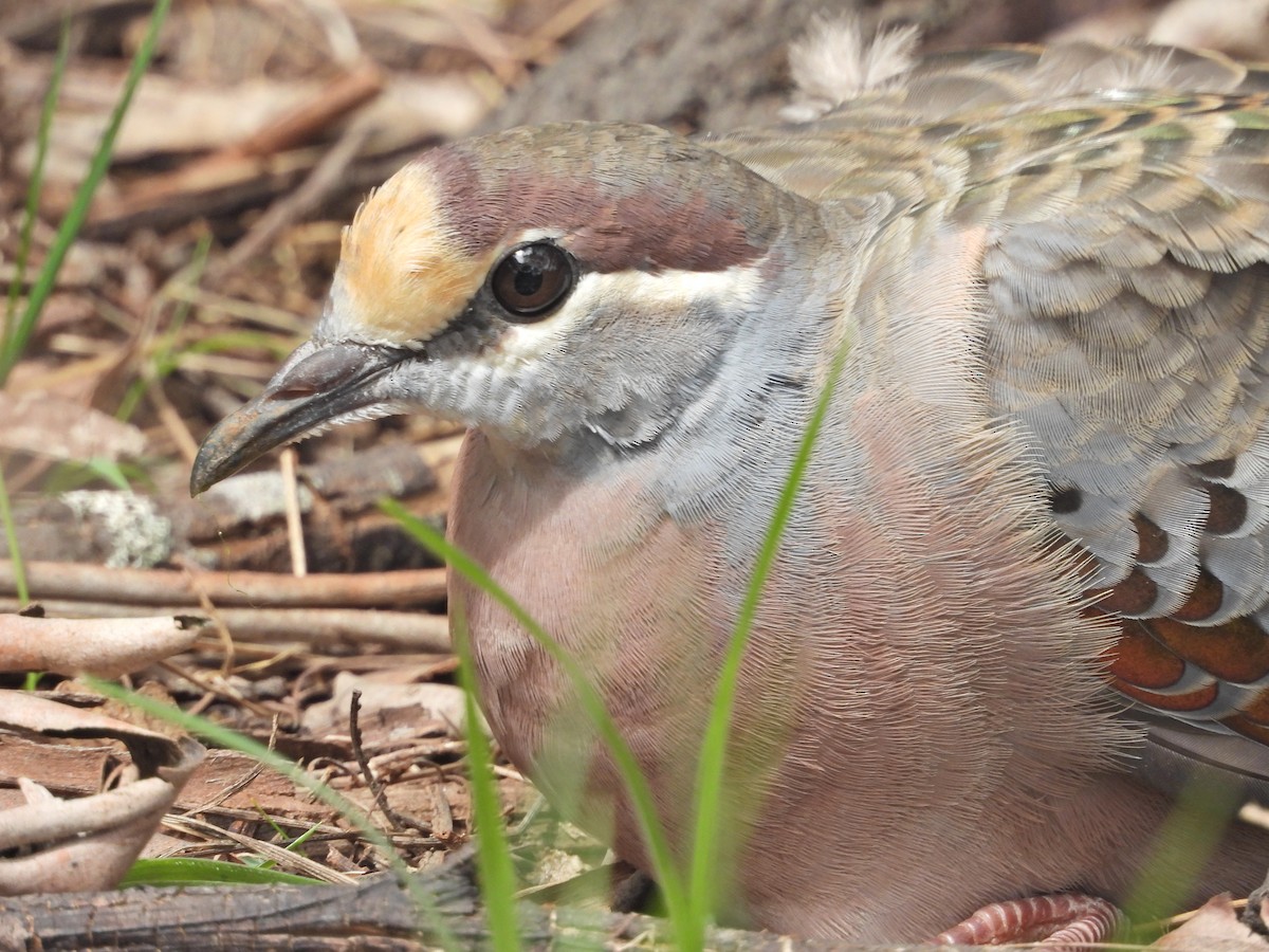 Paloma Bronce Común - ML645862390