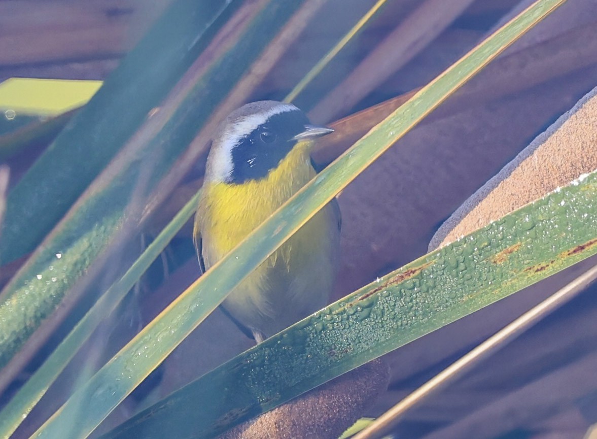 Common Yellowthroat - ML645862393