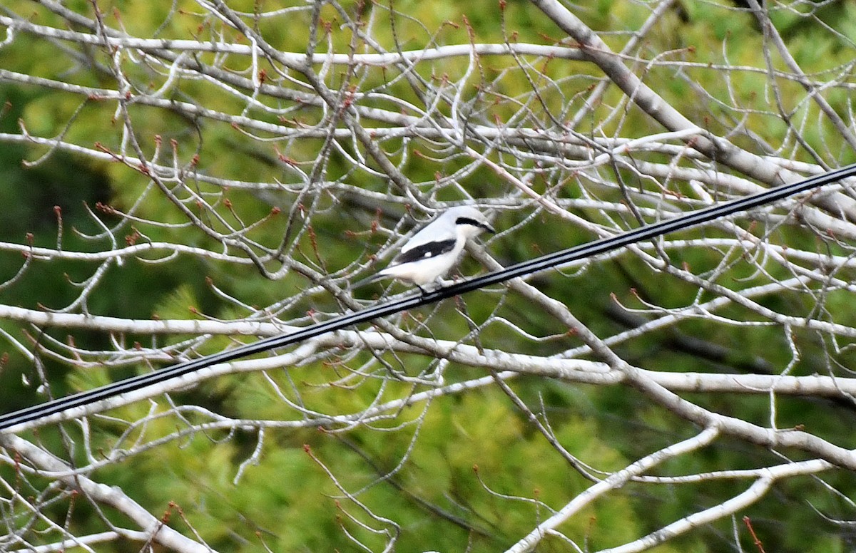 Antzandobi boreala - ML645862398