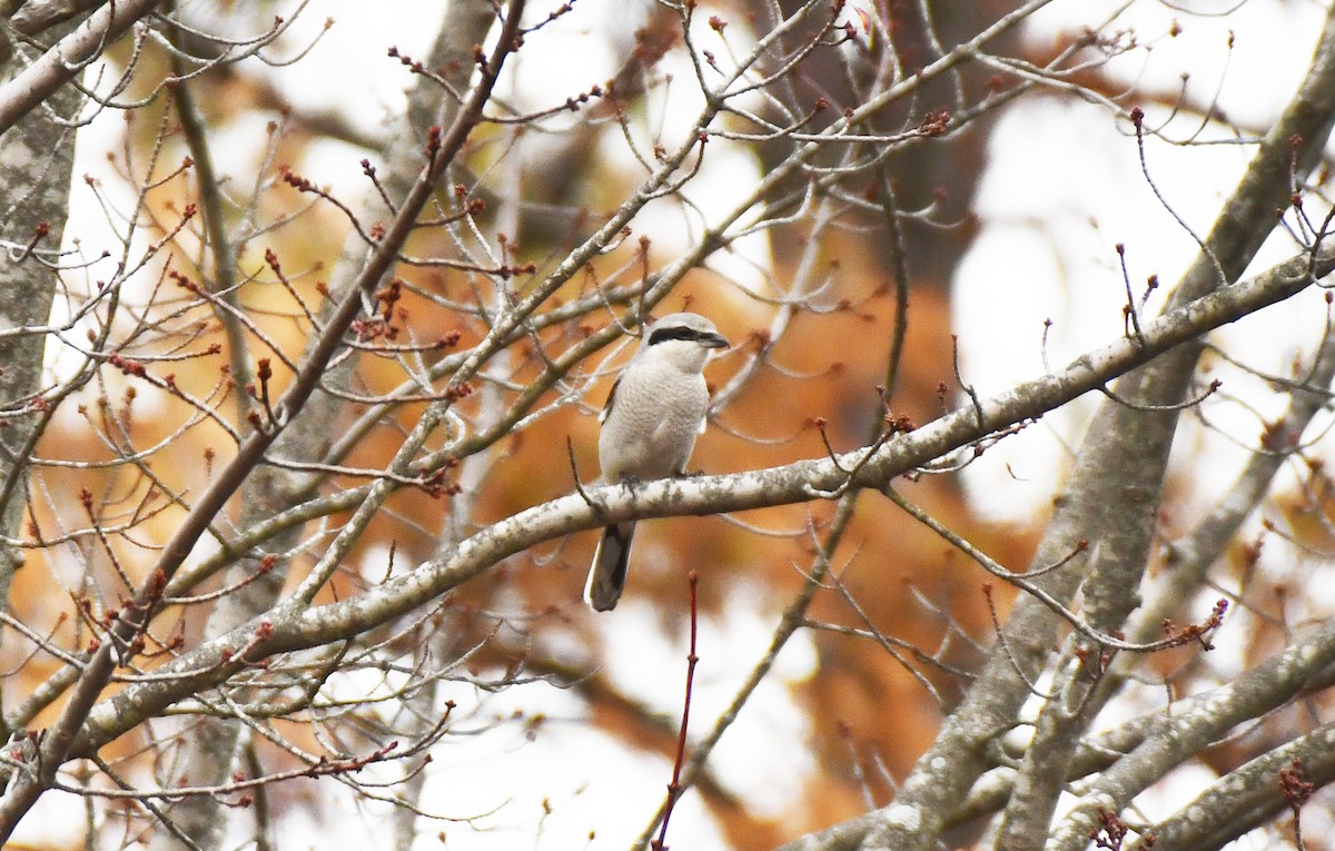 Antzandobi boreala - ML645862399