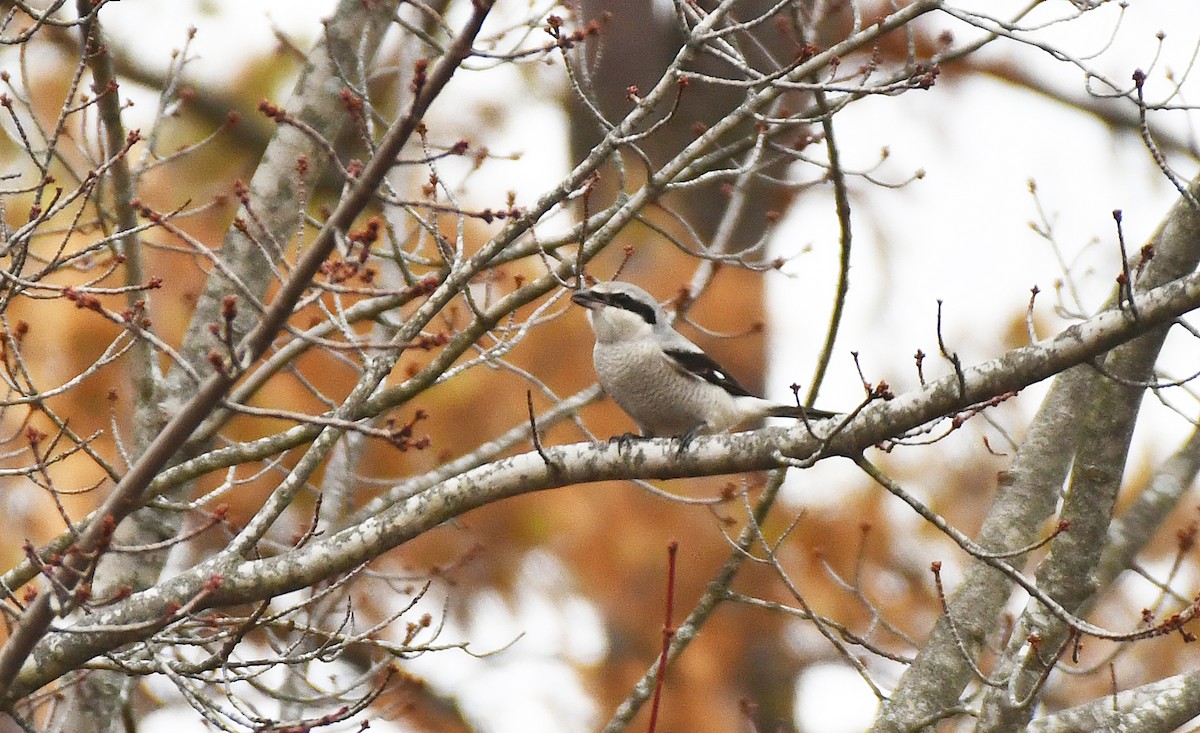 Antzandobi boreala - ML645862400