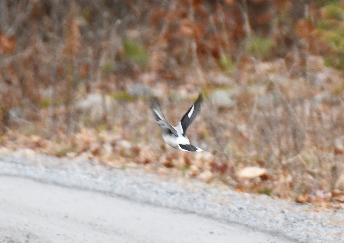 Antzandobi boreala - ML645862401