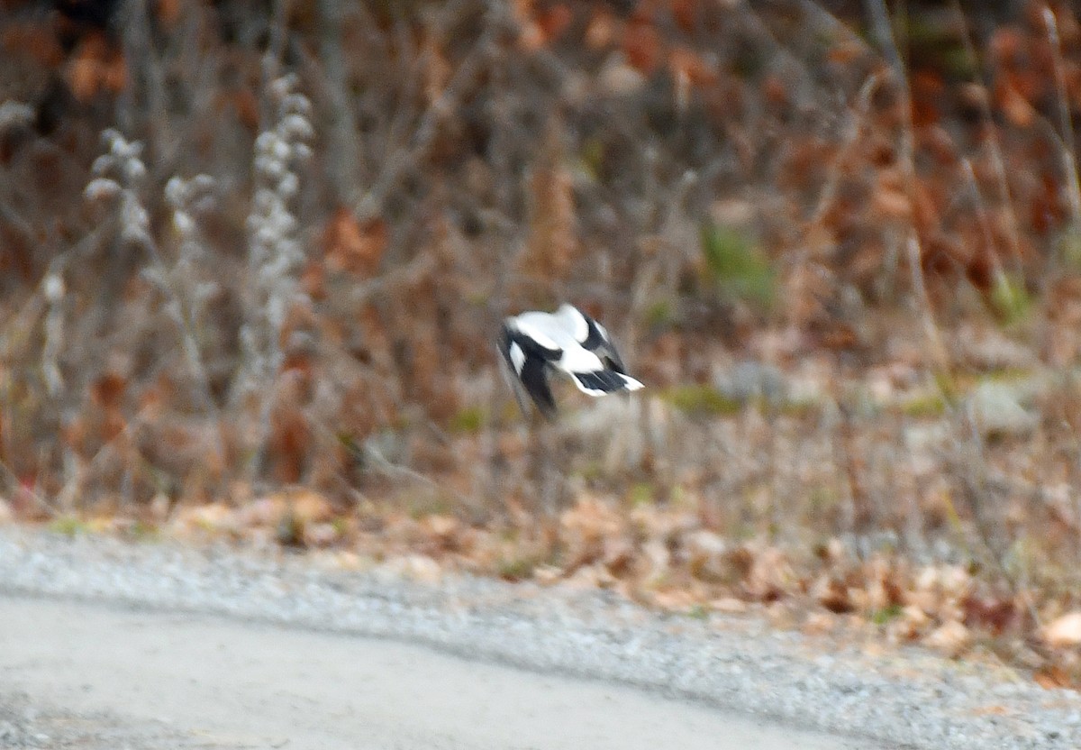 Alcaudón Boreal - ML645862402