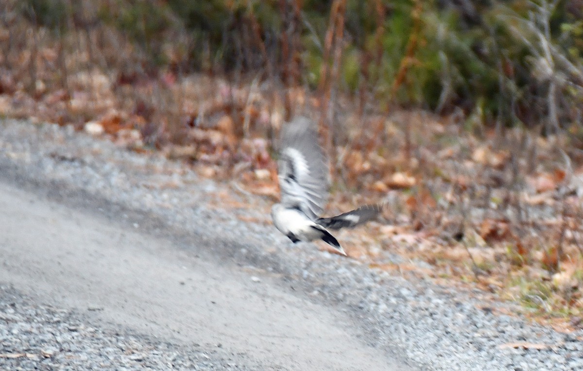 Alcaudón Boreal - ML645862403