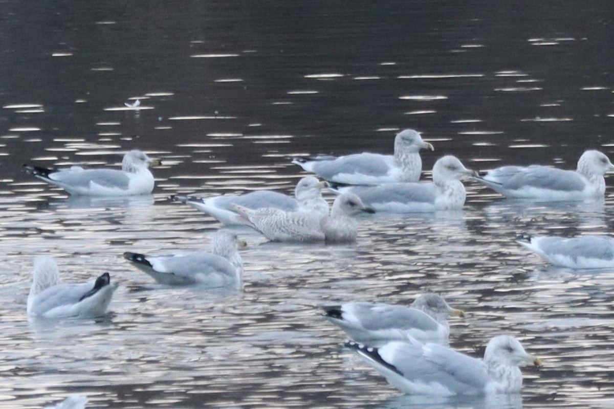 Iceland Gull - ML645862404