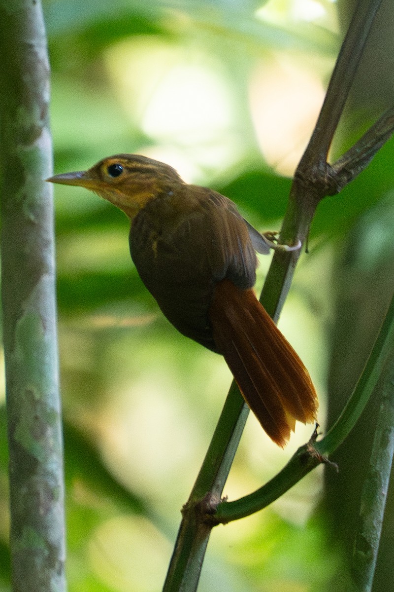 Ochre-throated Foliage-gleaner - ML645862412