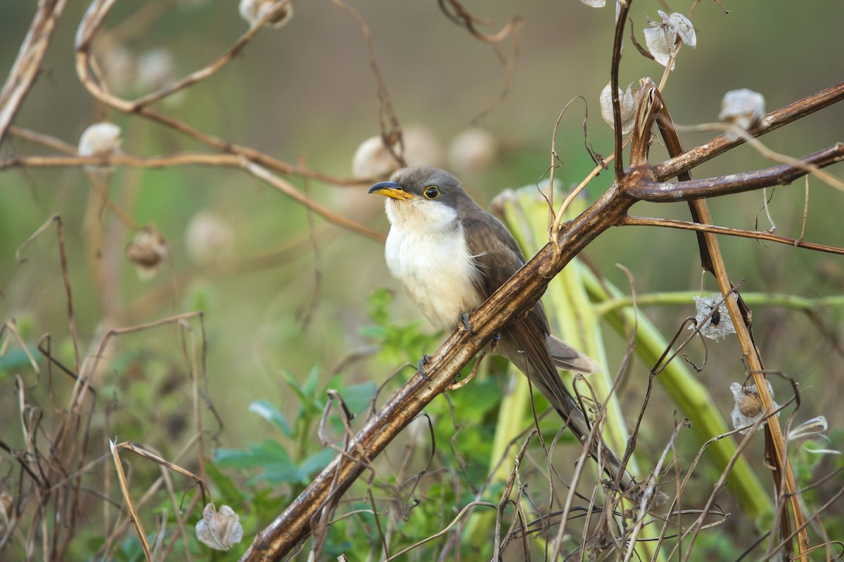 Cuclillo Piquigualdo - ML645862413