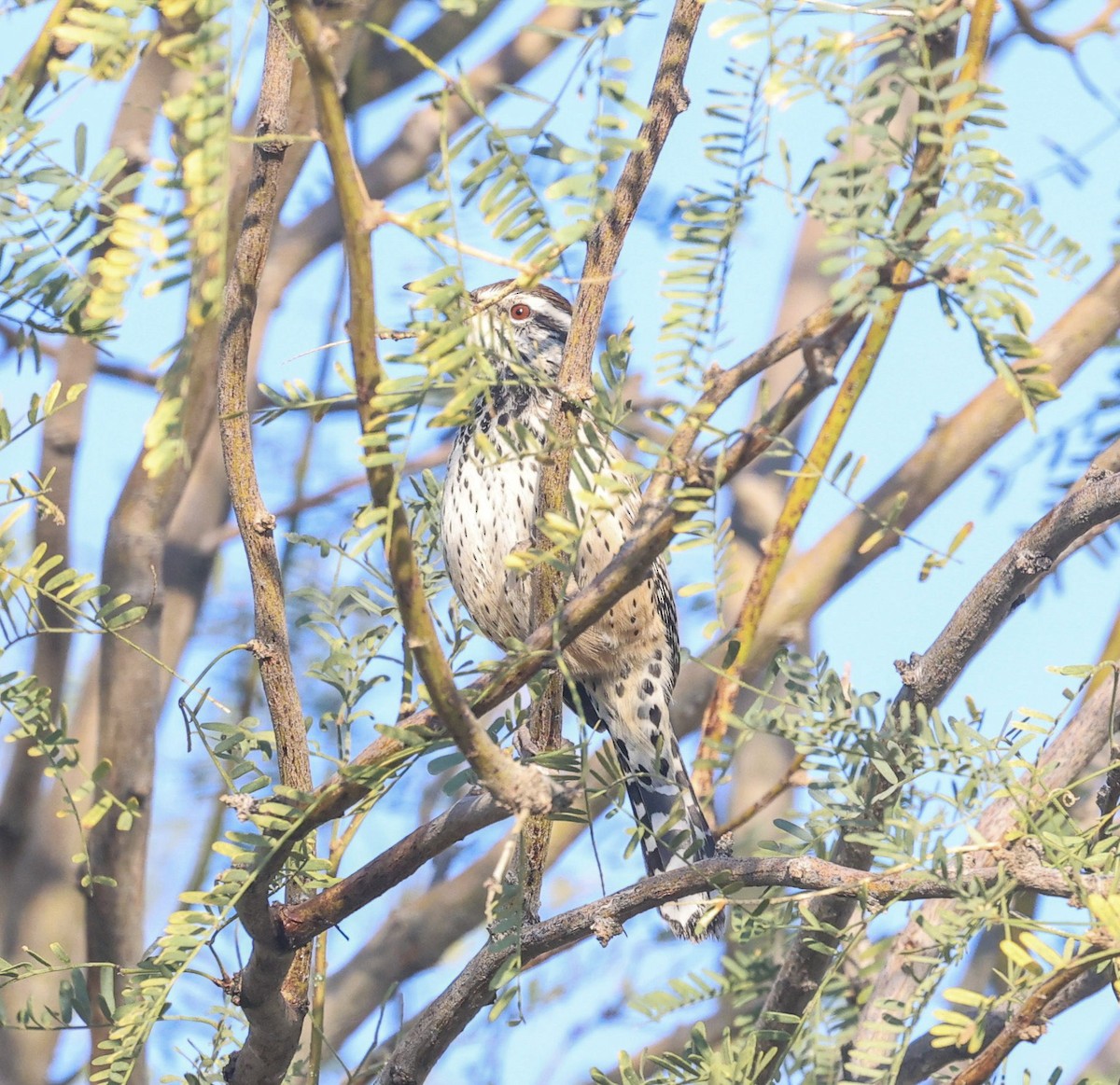 Cucarachero Desértico - ML645862414