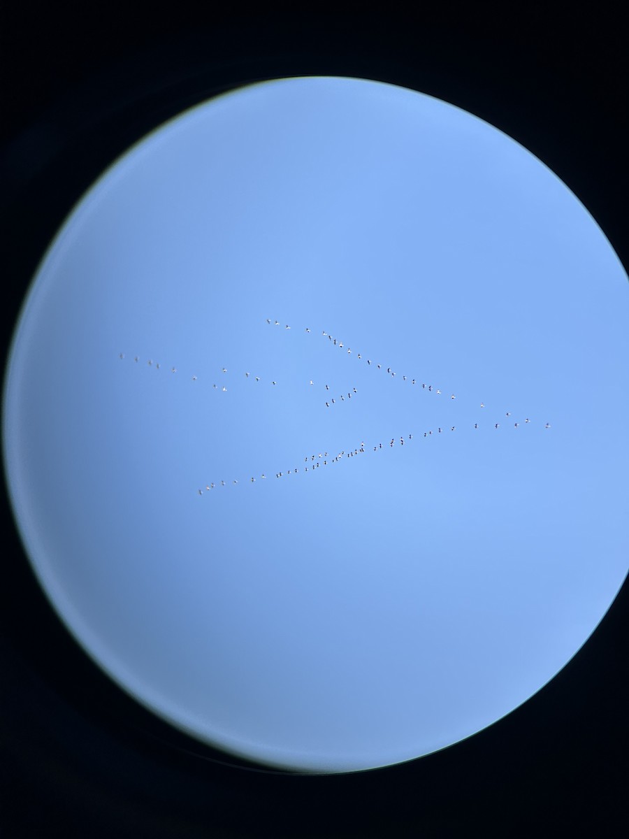 Орог тогоруу - ML645862415