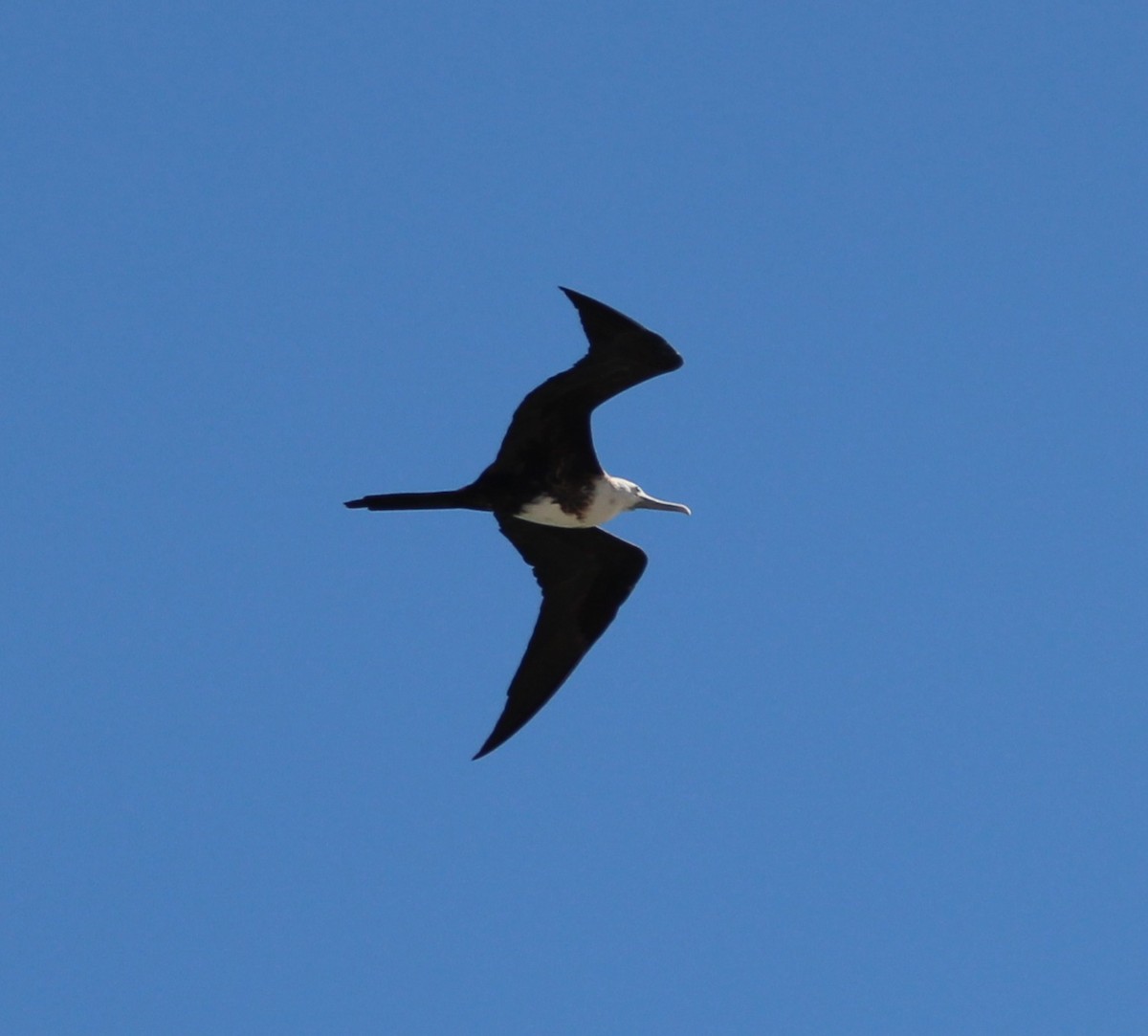 Rabihorcado Magnífico - ML645862419