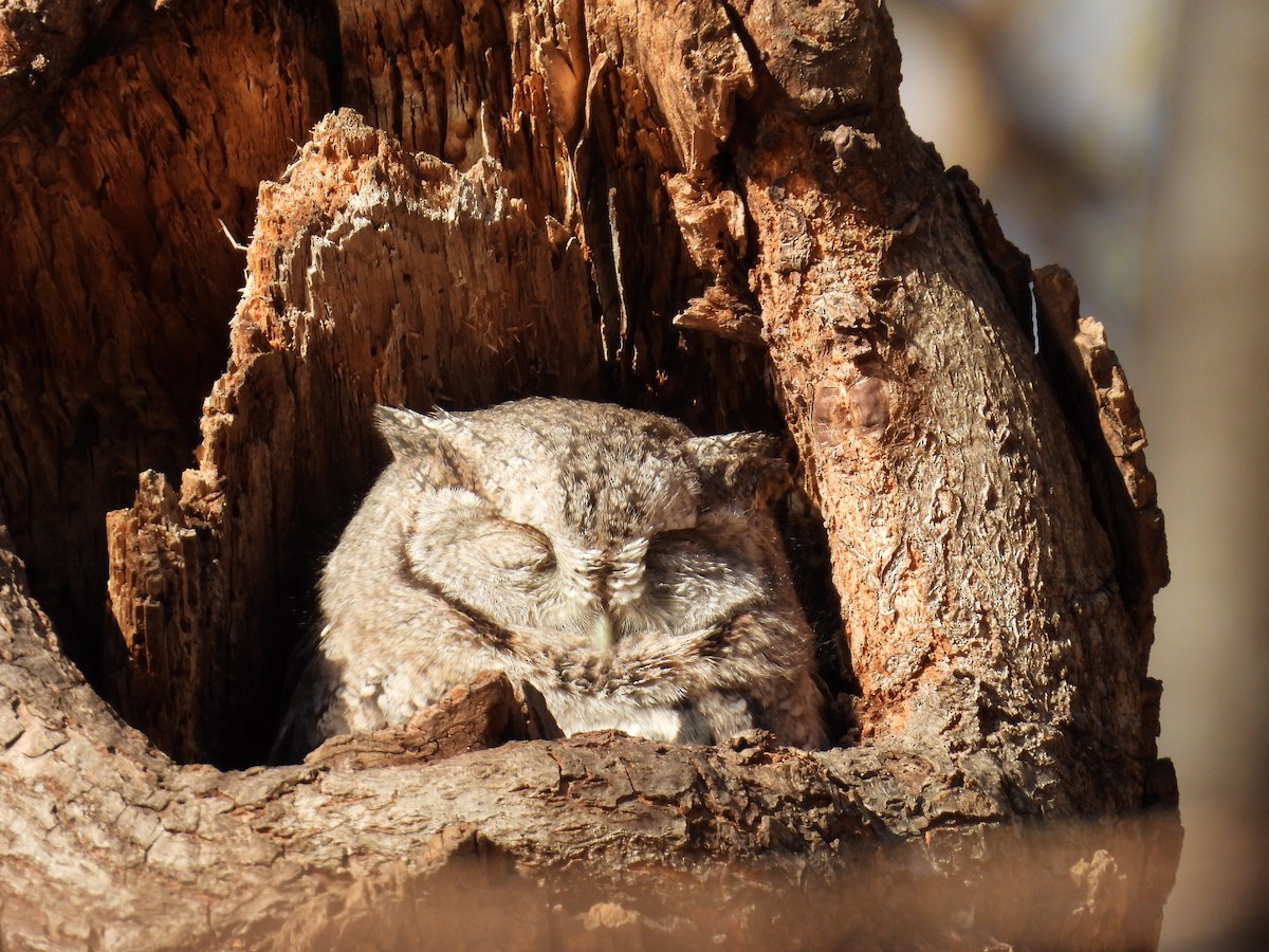 Autillo Yanqui (grupo asio) - ML645862420